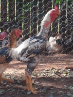 Ovos galados de INDIO GIGANTE